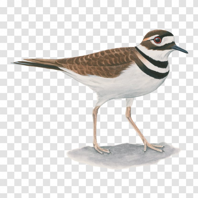 Shorebirds Common Starling Killdeer Wader - Brownheaded Cowbird - Water Bird Transparent PNG