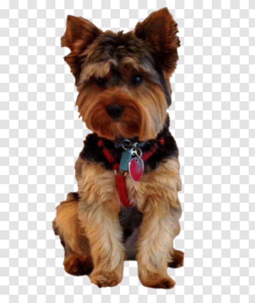 Yorkshire Terrier Australian Silky Puppy Morkie - Vulnerable Native Breeds Transparent PNG