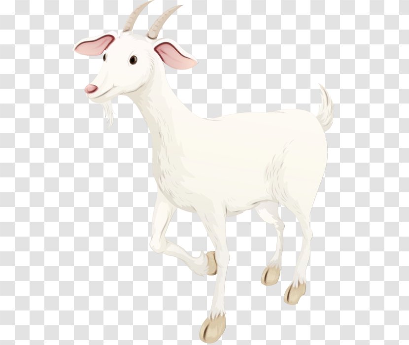 Goat Sheep Cattle - Goats Transparent PNG