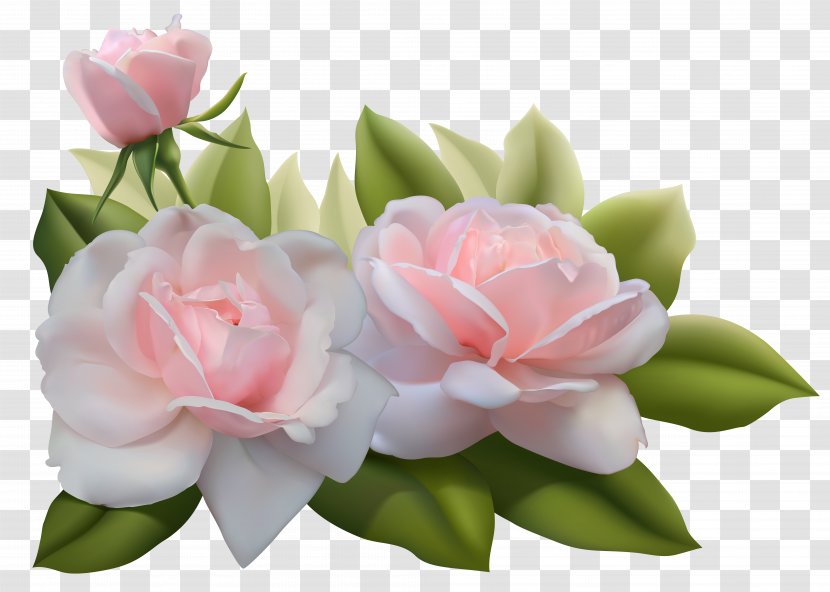 Rose Pink Clip Art - Blue - Beautiful Three Roses Image Transparent PNG