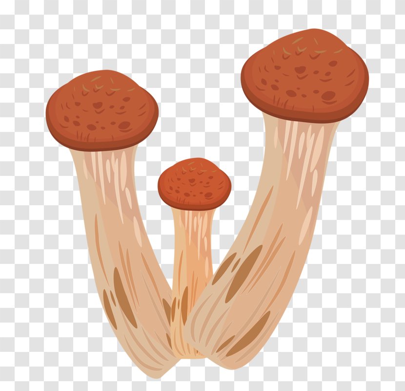 Boletus Edulis Edible Mushroom Fungus Illustration - Honey - Hand Drawn Mushrooms Transparent PNG