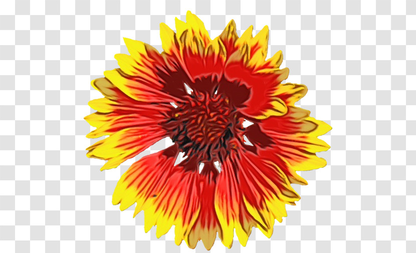 Blanket Flowers Transvaal Daisy Cut Flowers Sunflower Seed Chrysanthemum Transparent PNG