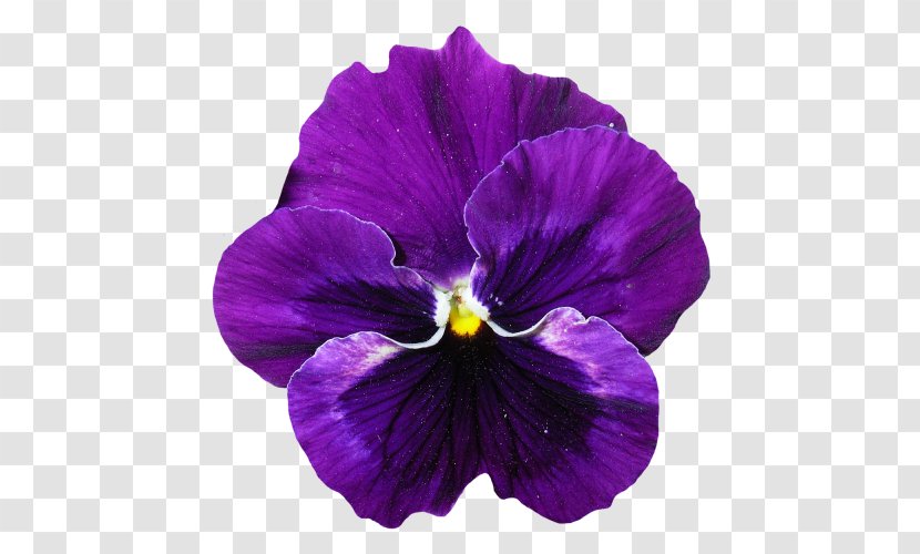 Pansy Flower Violet - Petal - Lavender Transparent PNG