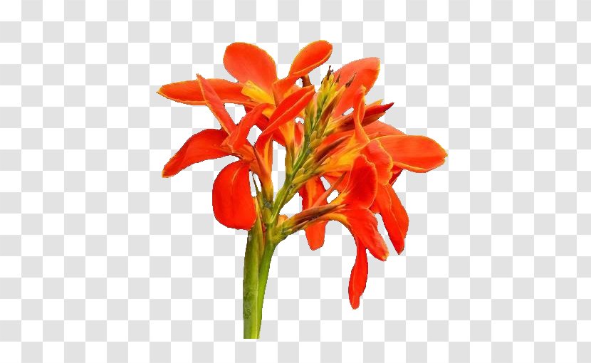 Canna Indica Flower Icon - Cannabis Pictures Transparent PNG