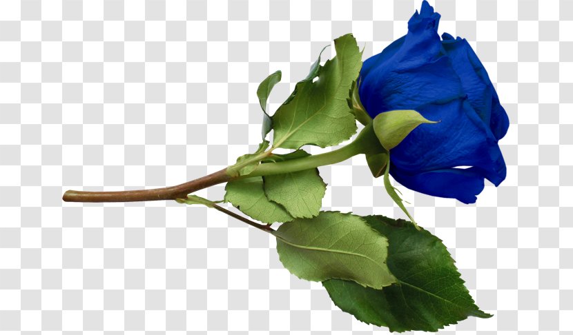 Blue Rose Clip Art - Information - Flower Transparent PNG