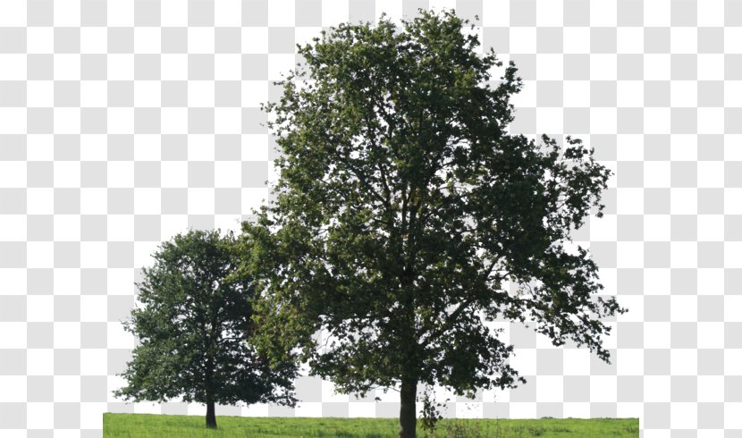 Tree American Sycamore Oak - Branch - Big Transparent PNG