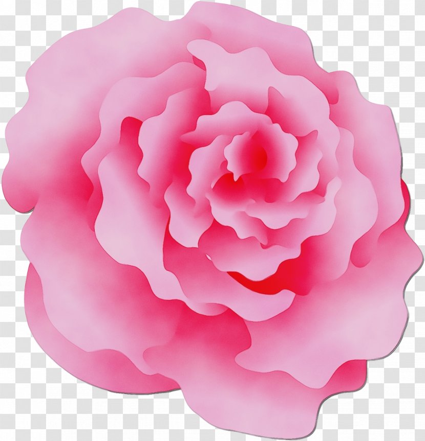 Garden Roses - Flower - Japanese Camellia Transparent PNG