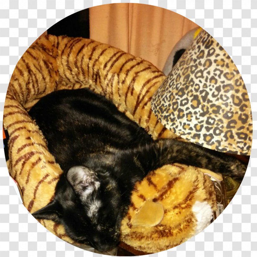 Whiskers Toyger Bengal Cat Tiger Fur Transparent PNG