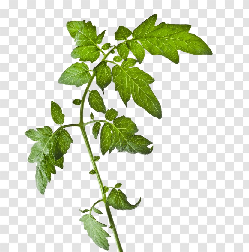 Tomato Plant Stock Photography Vegetable Transparent PNG