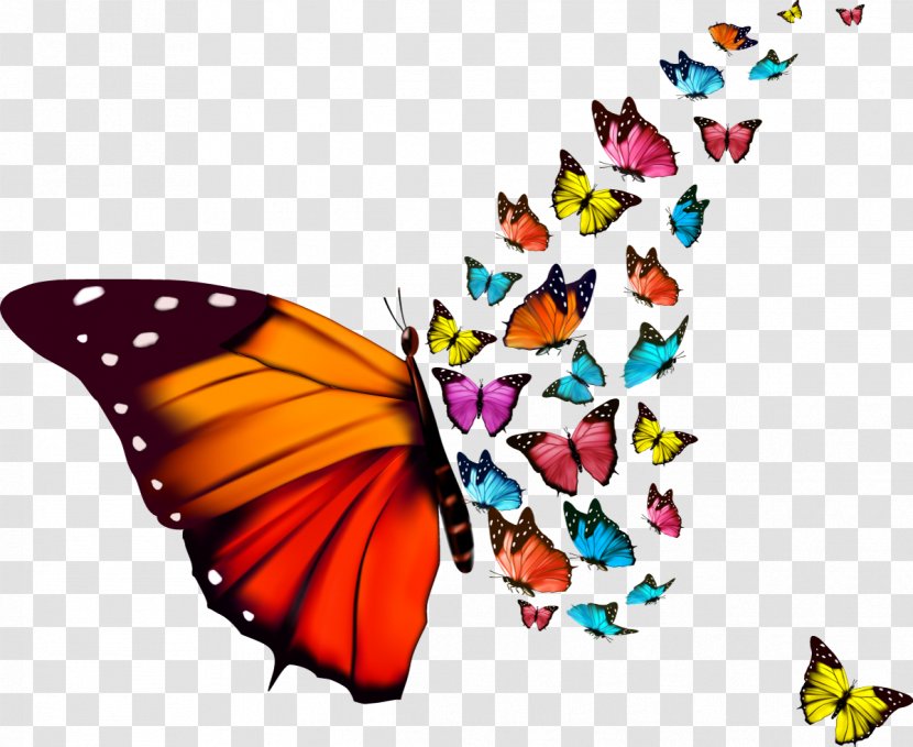 Monarch Butterfly Drawing - Insect Transparent PNG