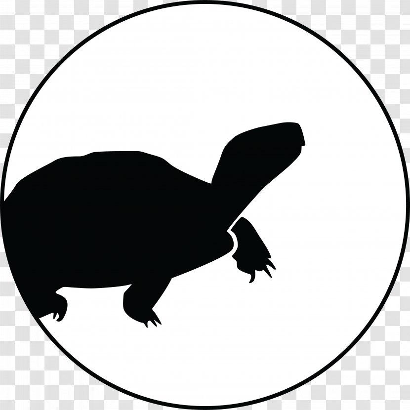 Global Wildlife Conservation Scientist Biologist Colombia - Carnivoran - Turtle Car Transparent PNG