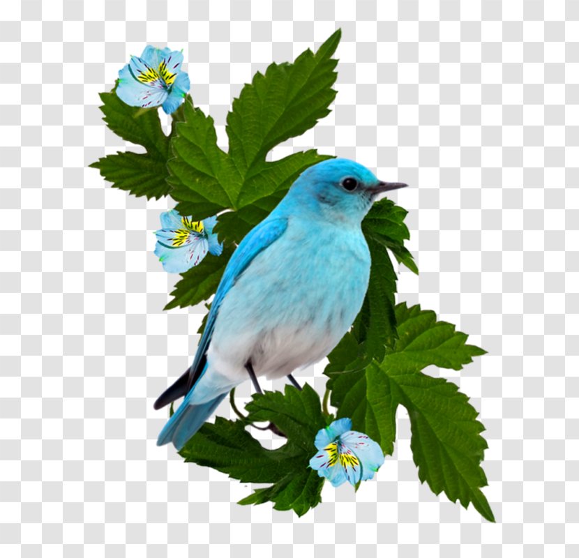 Bird Rendering Clip Art - Bluebird Transparent PNG