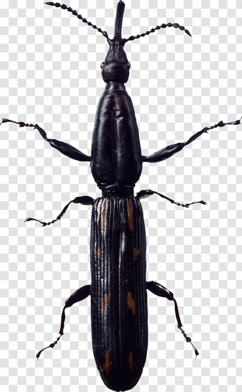 Beetle Clip Art - Longhorn - Bug Image Transparent PNG