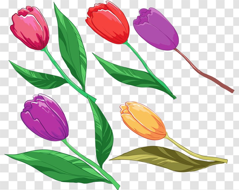 Tulip Flower Bouquet Watercolor Painting - Bud Transparent PNG