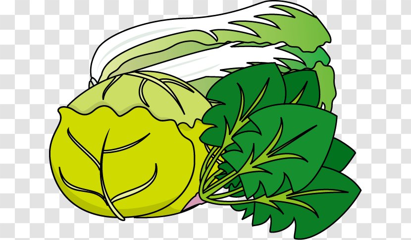Illustration Clip Art Vegetable Cabbage Japan - Ball - Leaf Transparent PNG