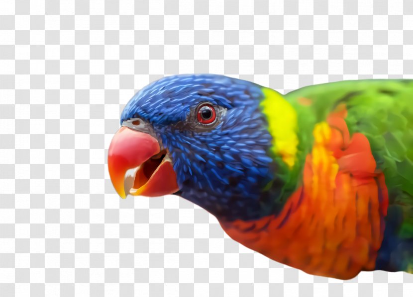 Colorful Background - Loriini - Wing Lovebird Transparent PNG