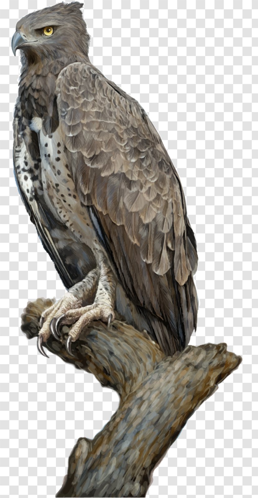 Eagle Drawing - Buzzard Transparent PNG
