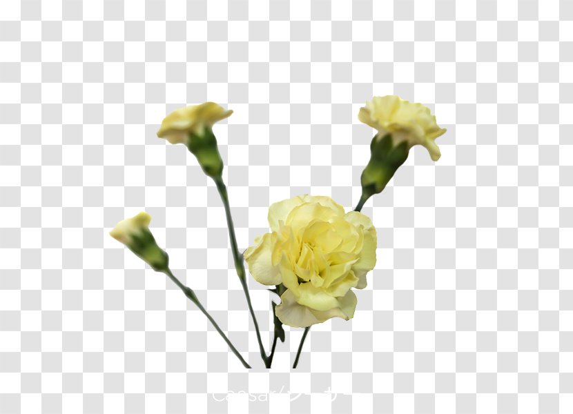 Garden Roses Carnation Yellow Cut Flowers - Herbaceous Plant - Jade Flower Transparent PNG