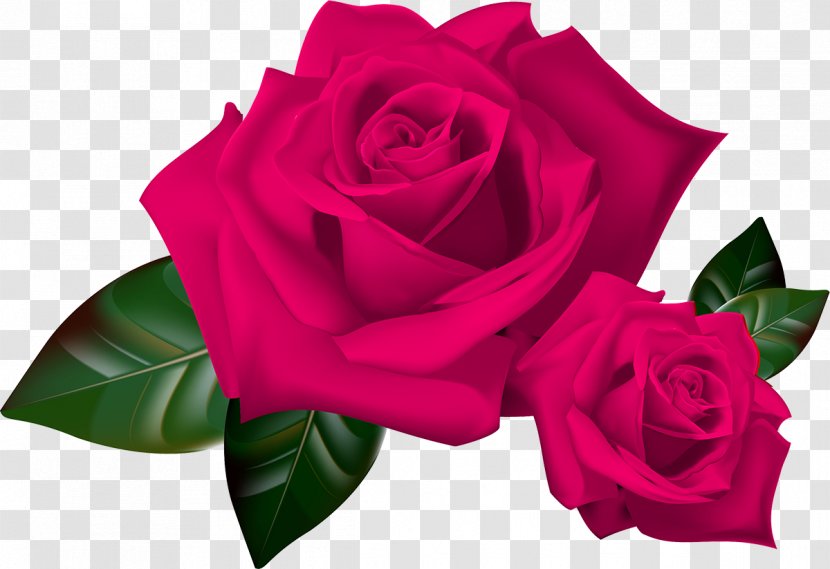 Garden Roses Clip Art Flower - Petal - Rose Transparent PNG