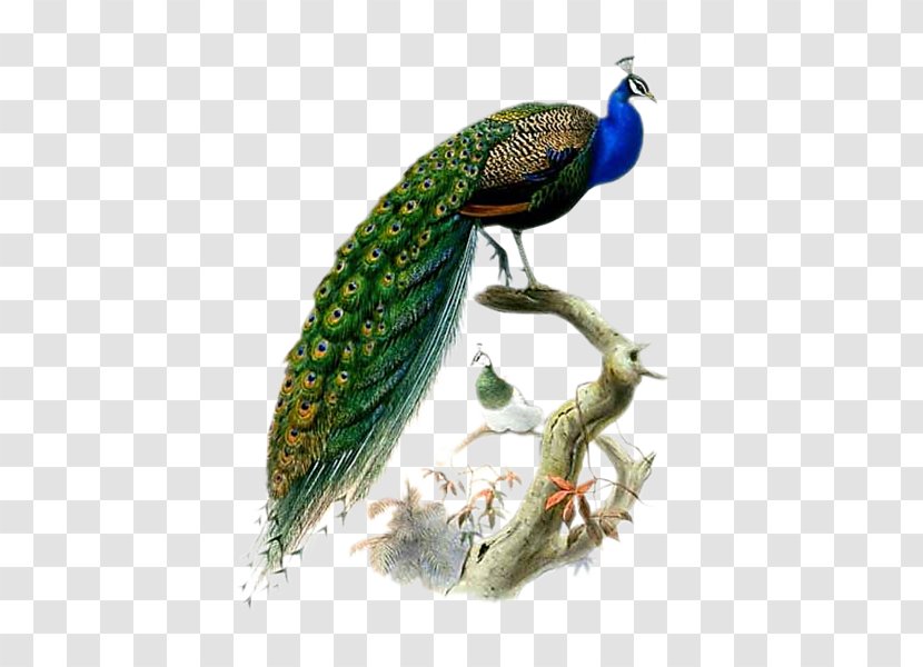 Phasianidae Bird Asiatic Peafowl Feather - Joseph Wolf Transparent PNG