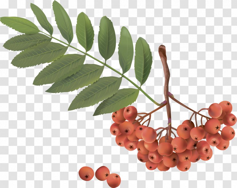 Sorbus Aucuparia Clip Art - Cherry Tree Branches Transparent PNG