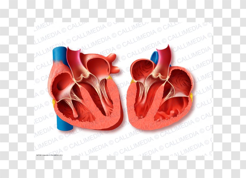 Heart Valve Mitral Aortic Valvular Stenosis - Silhouette Transparent PNG