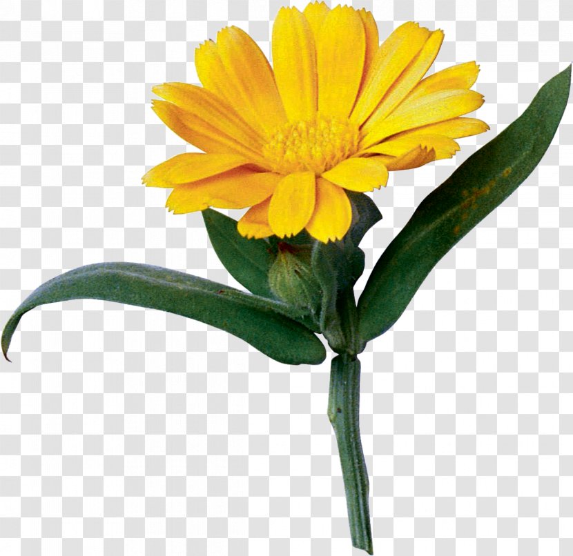 Emotion Sadness Feeling Anger Fear - Pot Marigold - Wild Flowers Transparent PNG