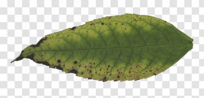 Leaf Download Plant Pathology Navigation 17 September Transparent PNG