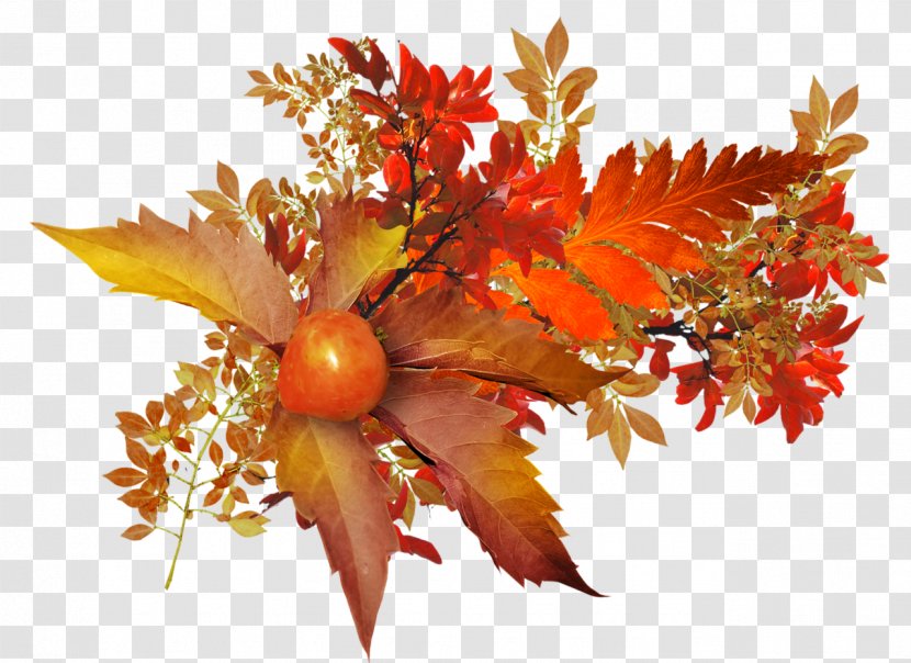 Leaf Autumn Fruit - Persimmon Transparent PNG
