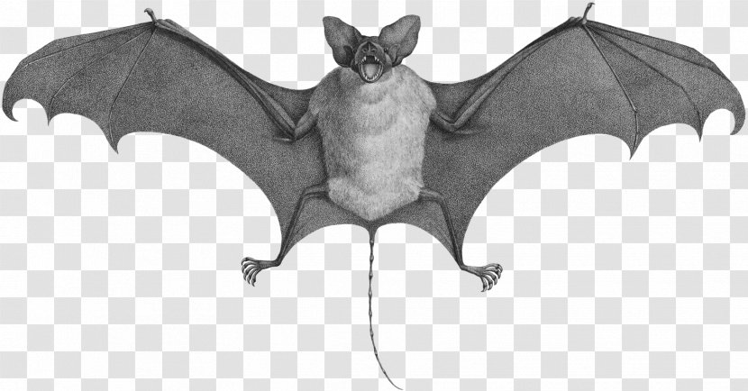 Bat Mouse Cat Rat Animal - Tail Transparent PNG
