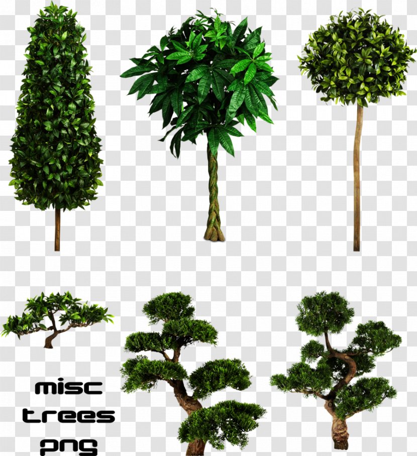 Tree Clip Art - Biome - Trees Transparent PNG