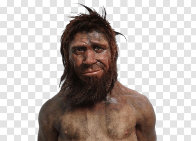 Neanderthal Caveman Human Evolution Homme De Spy - Stereotype Transparent PNG