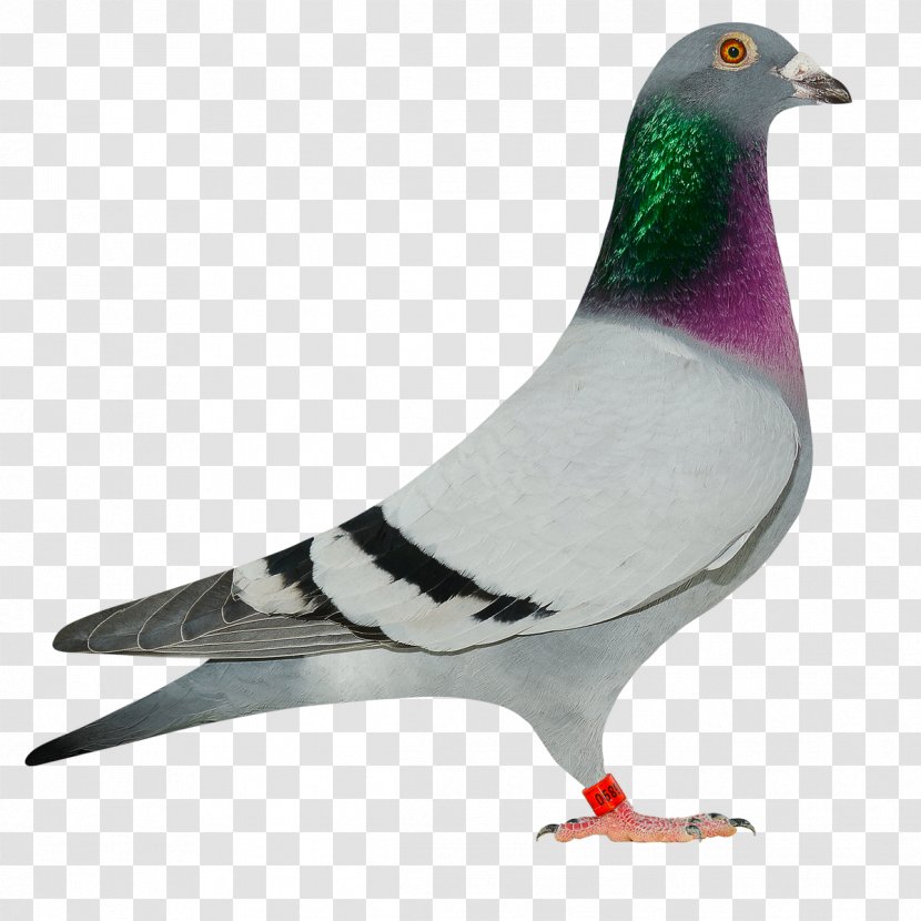 Columbidae Homing Pigeon Animal Breed Keeping - 50% Sale Transparent PNG