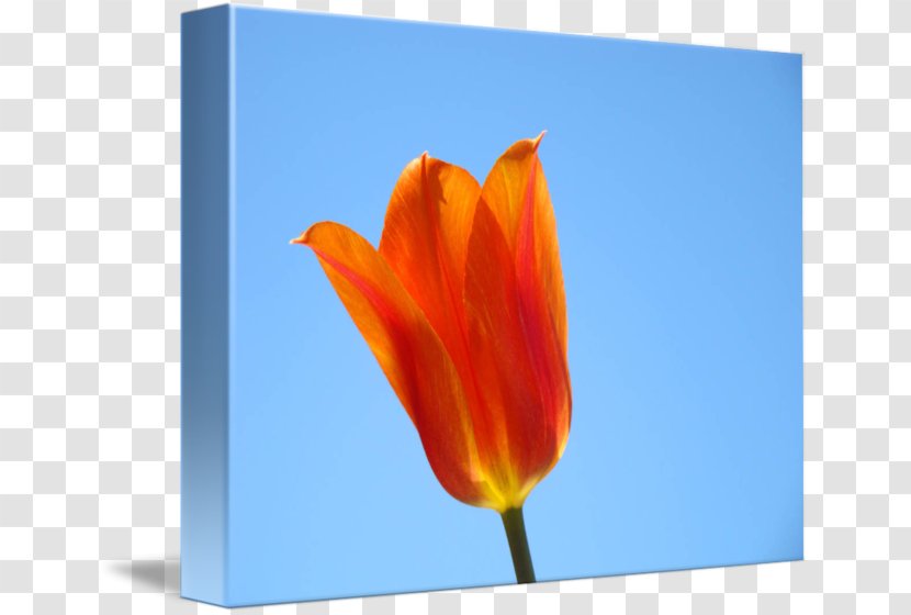 Tulip Petal Sky Plc Transparent PNG