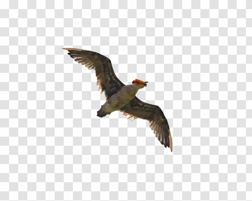 Monster Hunter Generations Bird Gulls Flight Wing - Buzzard - Seagull Transparent PNG