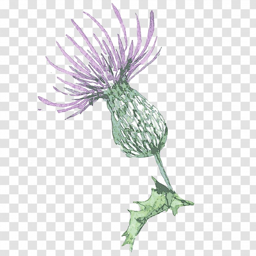 Thistle Plant Flower Burdock Silybum - Daisy Family Greater Transparent PNG