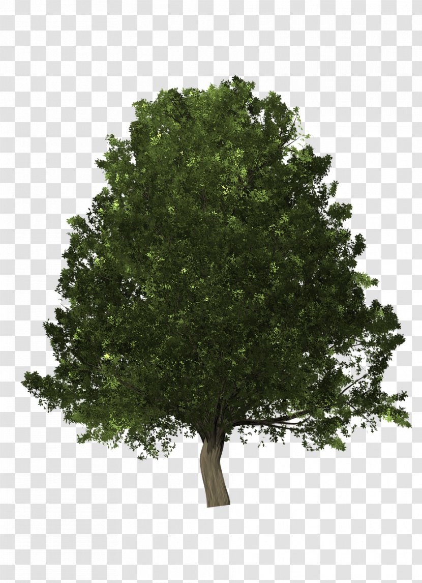 Briarbrooke Farm Swamp Spanish Oak Scarlet Chinkapin Tree - Shrub Transparent PNG