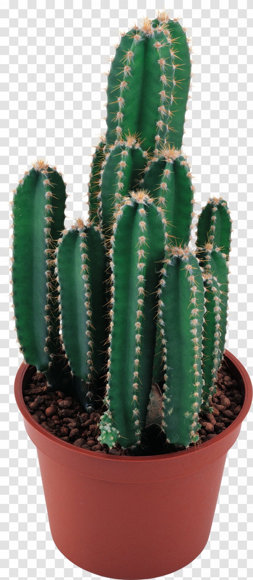 Cactaceae Clip Art - Houseplant - Watercolor Cactus Transparent PNG