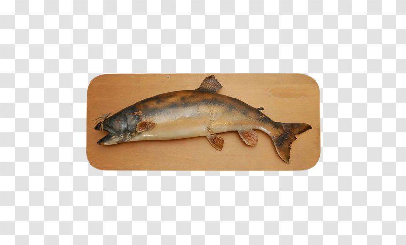 Salmon Fishing Trout - Tramp Art Transparent PNG