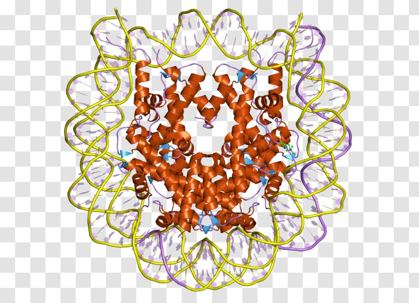 Histone DNA Cell Chromatin RNA - Symmetry - Homework Transparent PNG