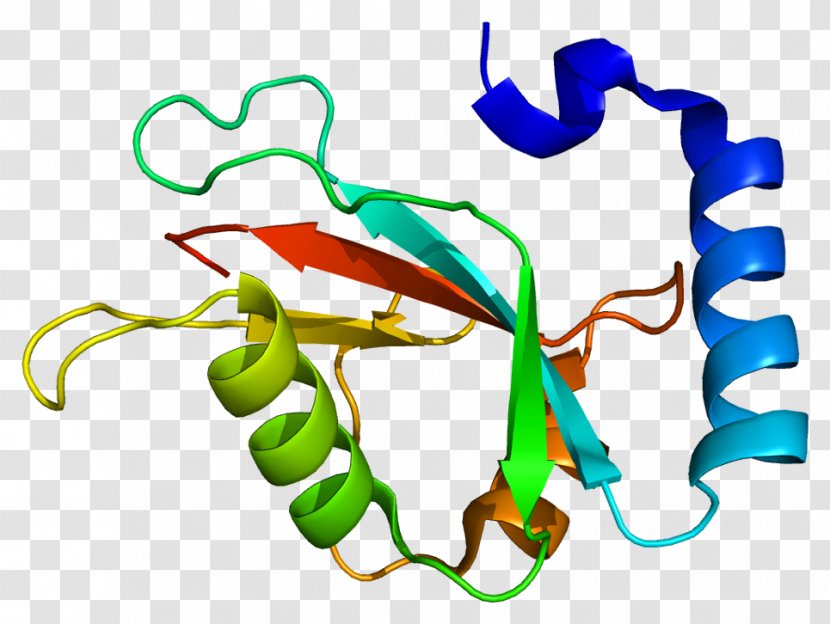 MAP1LC3B Structure Protein Lysosome Autophagy - Frame - Cartoon Transparent PNG