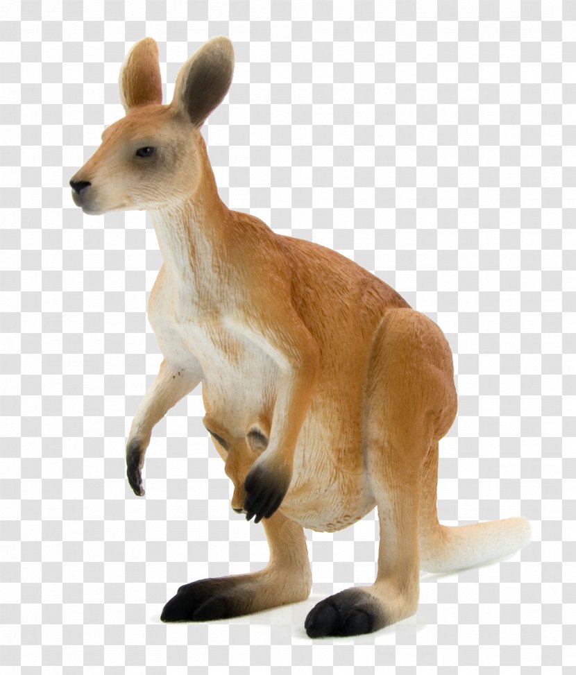 Red Kangaroo Macropodidae Eastern Grey Western Antilopine Transparent PNG