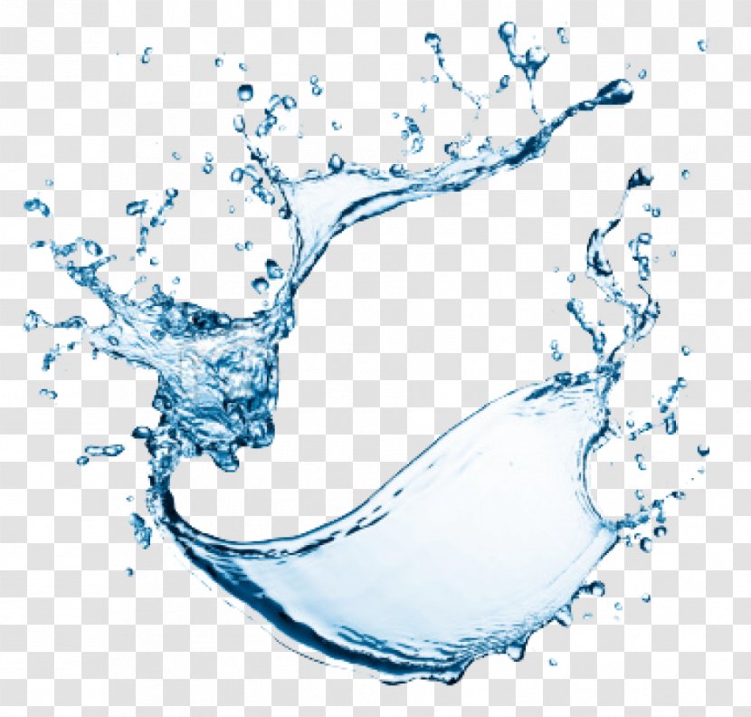 Water Clip Art - Organism Transparent PNG