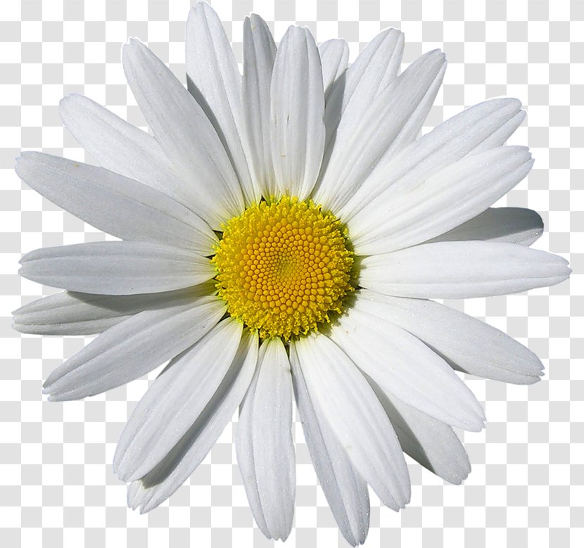 Common Daisy Stock Photography Flower Chamomile Transparent PNG
