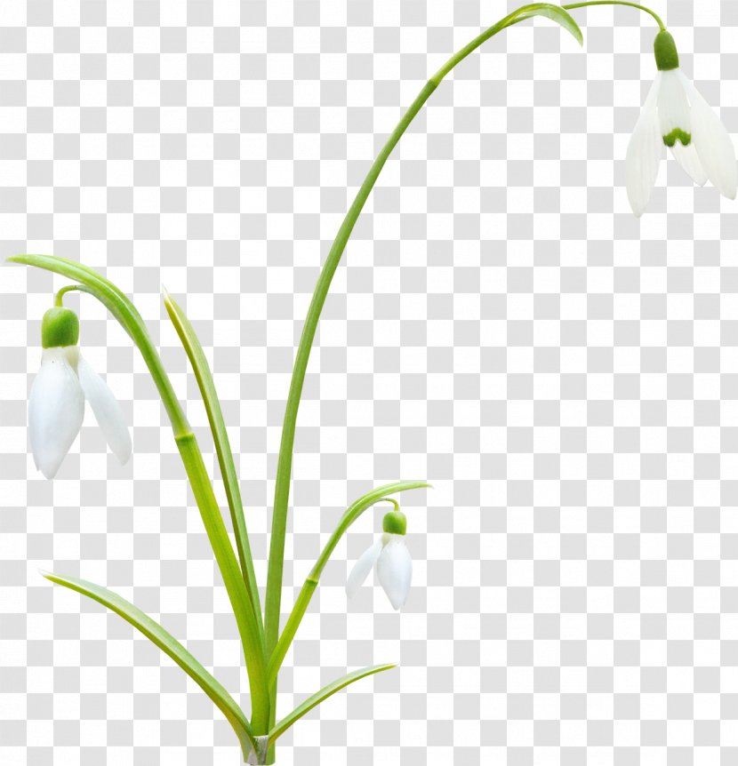 Flower Bud Plant Stem Clip Art - Spring Flowers Transparent PNG