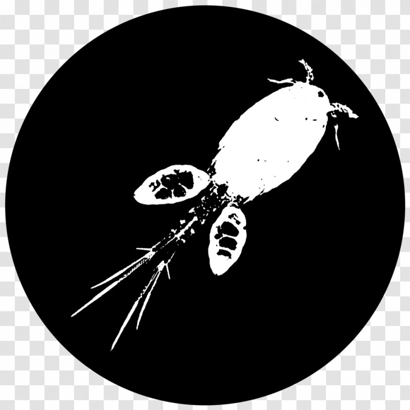 Copepod Daphnia Magna Panagrellus Redivivus Fruit Flies Moina - Monochrome - Freshwater Hatchetfish Transparent PNG