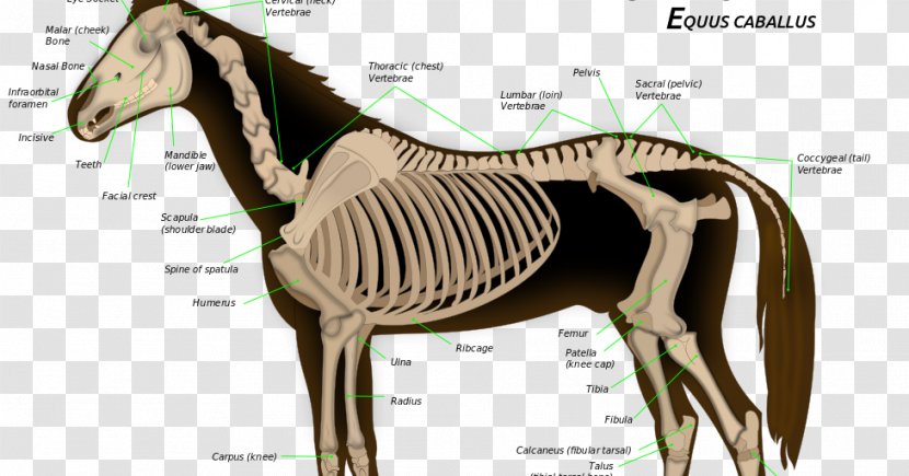 Skeletal System Of The Horse Equine Anatomy Skeleton - Frame Transparent PNG