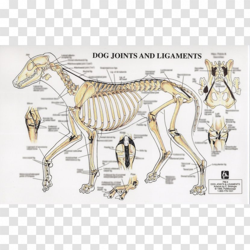 Dog Horse Joint Ligament Human Skeleton - Skull Transparent PNG