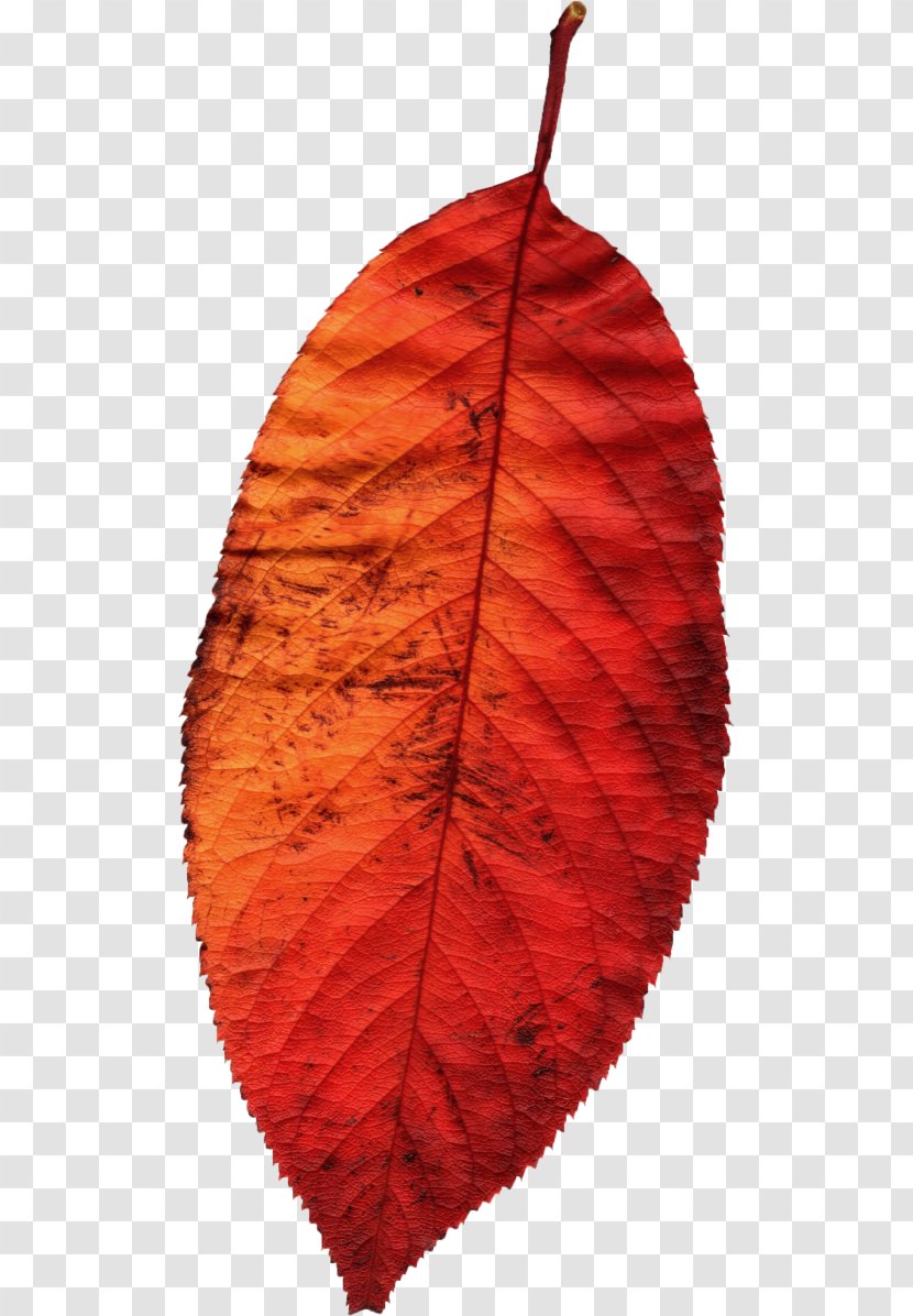 Leaf Autumn Season - Painting Transparent PNG