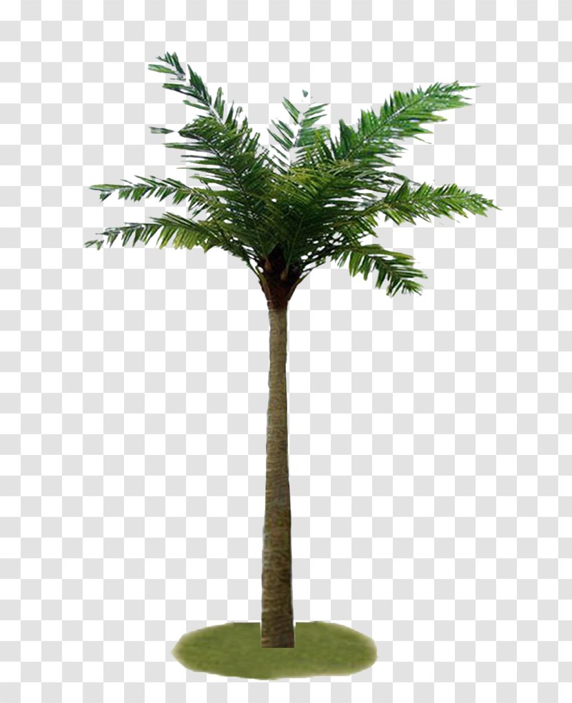 Palm Trees Coconut Plants MINI - Vascular Plant - Green Pine Tree Transparent PNG